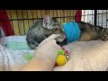 Munchie video