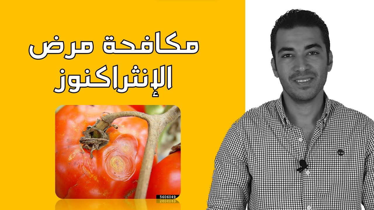 الخلاصة فى مكافحة مرض الانثراكنوز