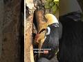 "Father Bird’s Feast: Life Inside the Tree Hole" #nature #wildlife #shorts #trending #animalfacts
