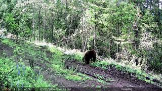 Black bear