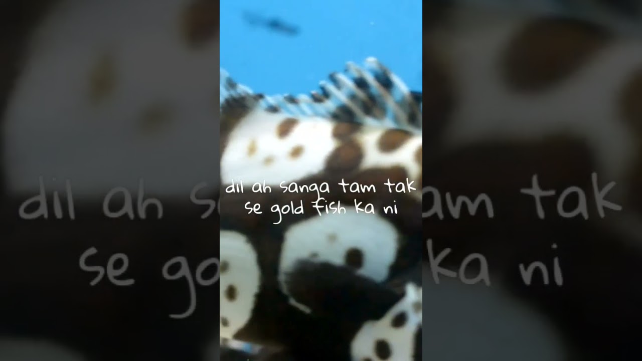 khua lum emai tui hnuai ah freestyle ang 