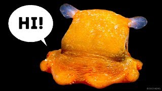 7 Rare Animals You Probably Didn't Know Exist 7 Rare Animals You Probably Didn't Know Exist