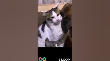 THE BEST PROTECTOR IS A MOTHER -♾️ 8 LOOP♾️