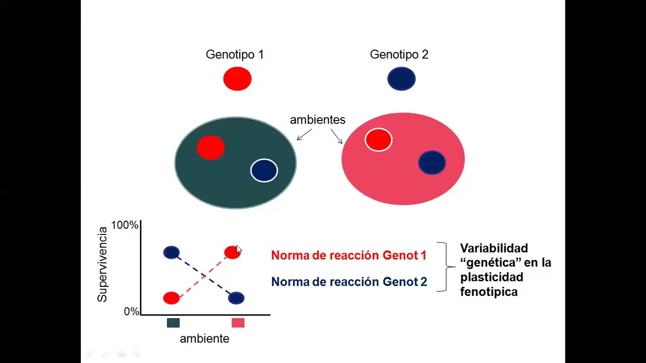 2021 - 6  Plasticidad Fenotipica B