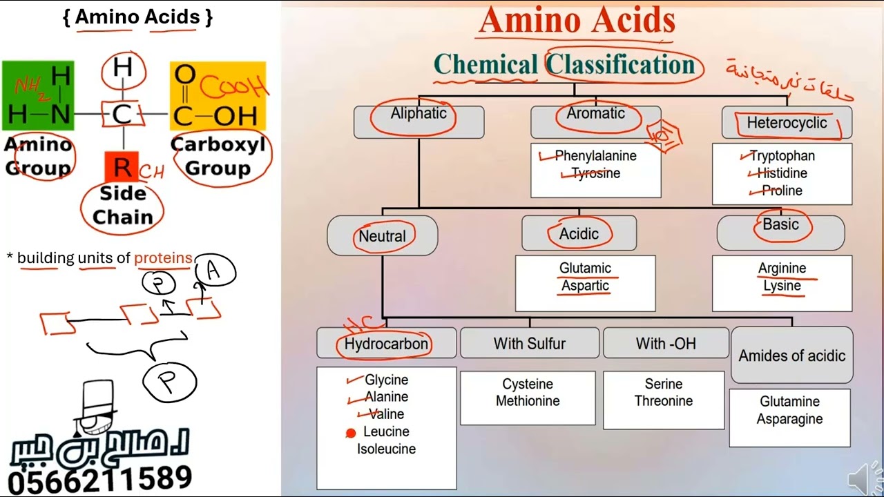 الاحماض الامينية والبروتينات | المجمعة |