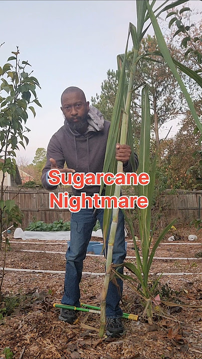 When to harvest Sugar Cane? #sugarcane #sugarcaneharvesting