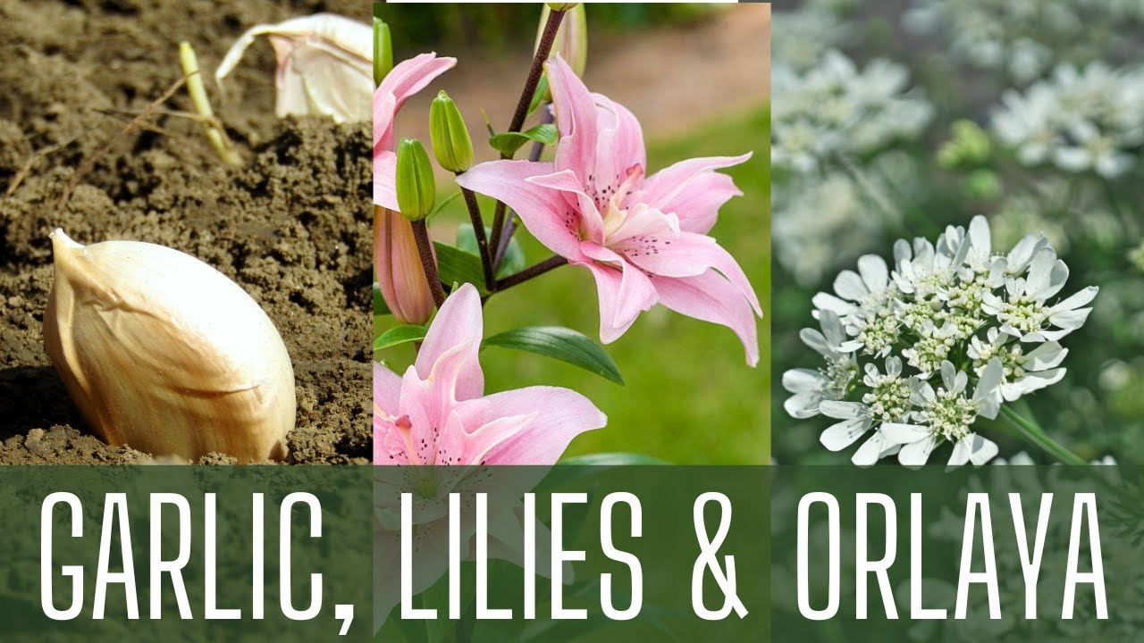 Planting GARLIC LILIES ORLAYA Fall Garden Planting How To
