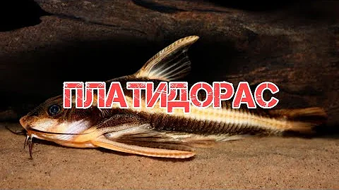 ПЛАТИДОРАС.СОДЕРЖАНИЕ В АКВАРИУМЕ