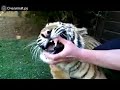 тигру удаляют молочной зуб #тигры #тигр #тигрята #тигрица #животные #животный_мир #вмиреживотных