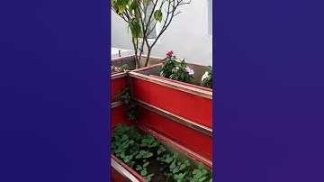 Rooftop Garden 🏡Flower plant design @amagarden8567 #shotsviral #gardendecor