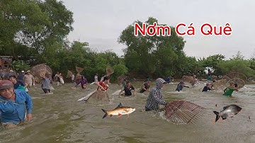 Nơm cá ba sa khủng hưng hugo
