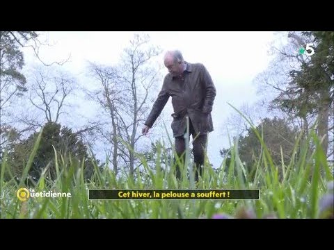 Vidéo: Alternative d'aménagement paysager à fort trafic à l'herbe - Substituts de pelouse adaptés aux enfants