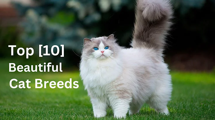 Video 9175141: cat breed turkish angora, domestic cat breed, beautiful cat breeds