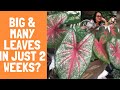 HOW TO MAKE CALADIUM LEAVES BIGGER / PAANO PALAKIHIN AT PADAMIHIN ANG DAHON NG CALADIUM