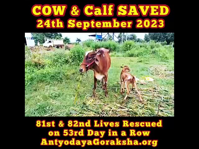 81st & 82nd Precious Lives of Gomatas Have been Saved✅