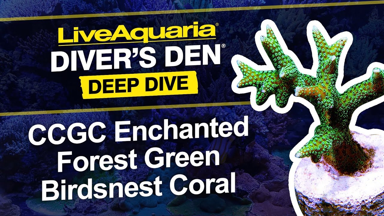 LiveAquaria® Diver’s Den® Deep Dive: LiveAquaria CCGC Enchanted Forest Green Birdsnest Coral