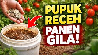 Rugi Jutaan Beli Pupuk! Padahal Resep Receh Ini Bikin Panen Gila