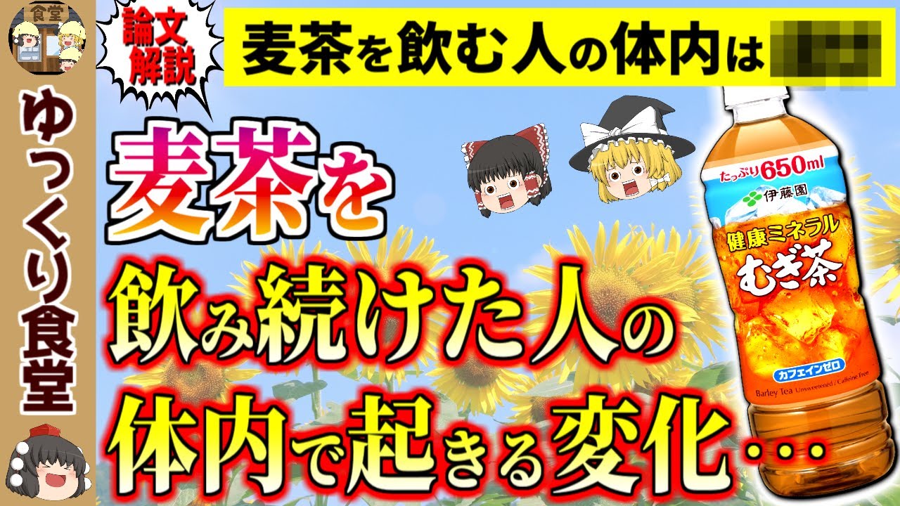 【論文解説】麦茶を飲み続けると体内ではどんな変化が起こる？【ゆっくり解説】