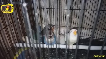 Anakan Lovebird Baby Umur 2 Bulan Belajar Bunyi Ngekek || Kicau Series