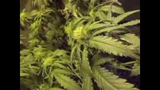 a week 5 of flower update she has a boron deficiency unscroged