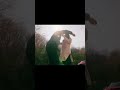 SüsÖm editm#süsöm#kardeslerimedit#atv#acilkeşfet#shorts#itzymidzy#fypシ゚viral#fashionblogger#youtube