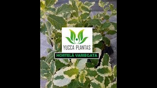HORTELÃ VARIEGATA - Mentha suaveolens \