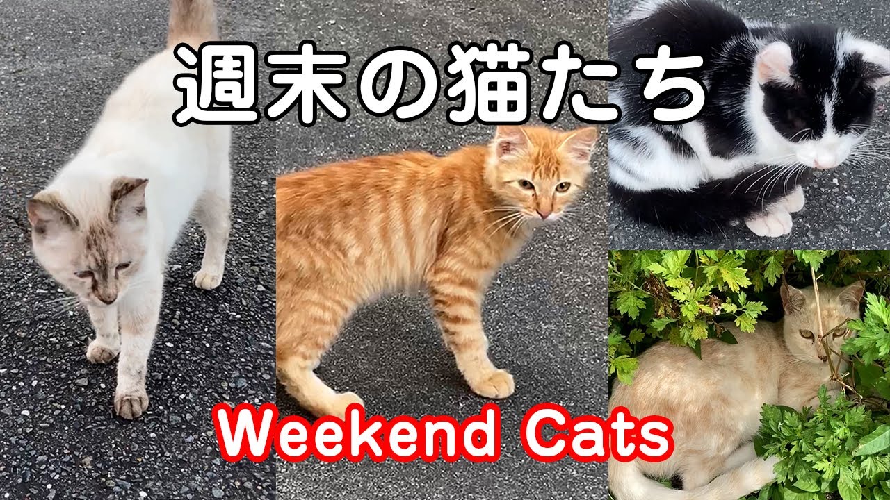 週末の猫たち Weekend Cats - YouTube