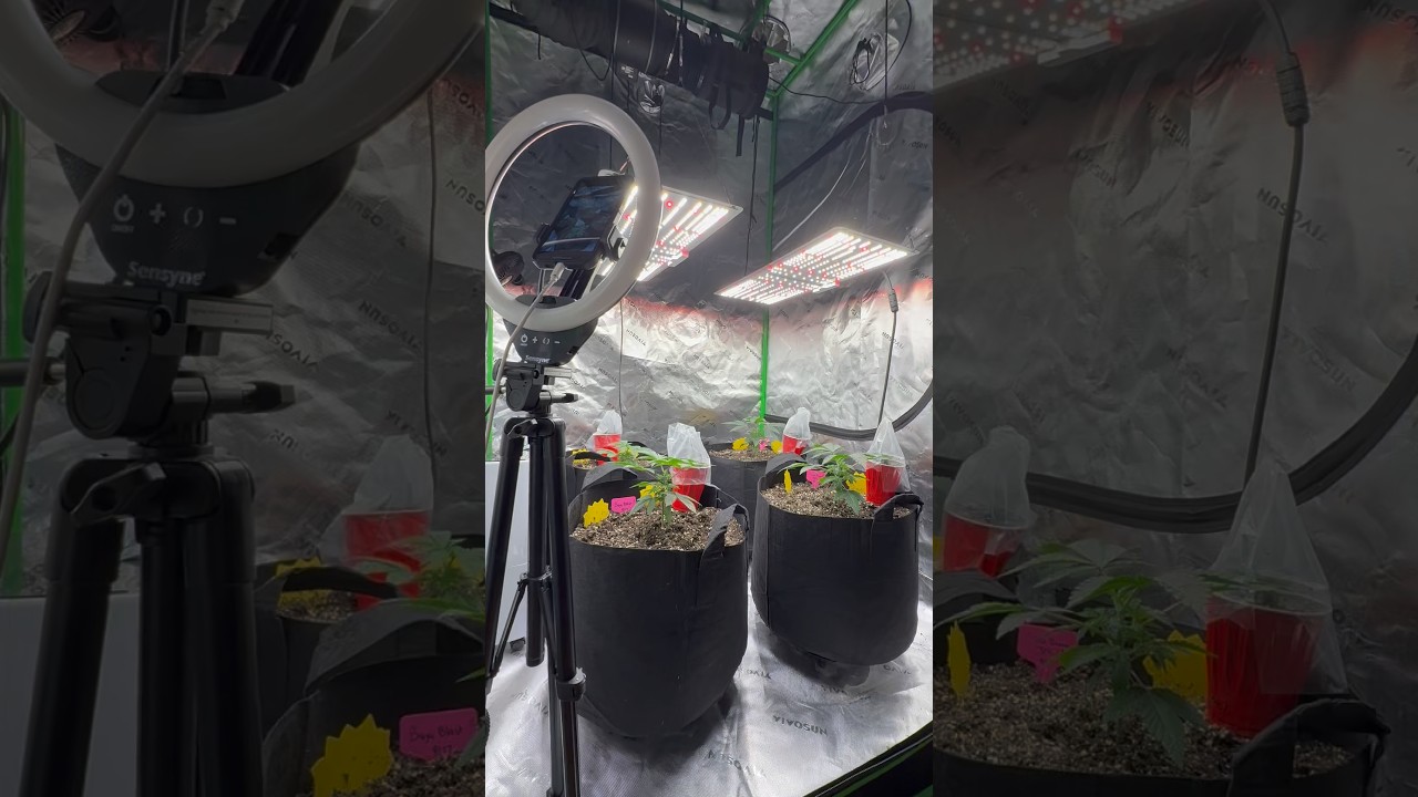 4X4 GROW TENT UPDATE