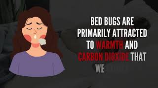 What Attracts Bed Bugs To A Home? | The Bed Bugs Experts
