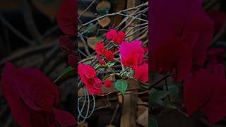 cinematic flower photography 4k 🌺📸 #shorts #cinematic #flowers #photography #nature #4k #viral