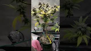 Sunshine Lime before chop wk8 flower