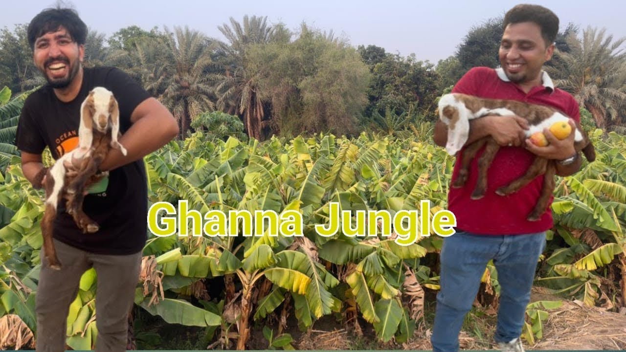 Al Khoar Mango Farm 🥭 | Ghanna Jungle | Paharon Mein Allah ki Qudrat |