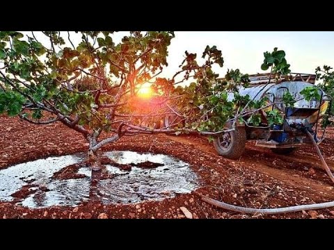 لا تدمر محصولك بنفسك الري سيدمر شجرة الفستق الحلبي
