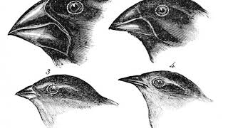 Biogeographic | Wikipedia audio article