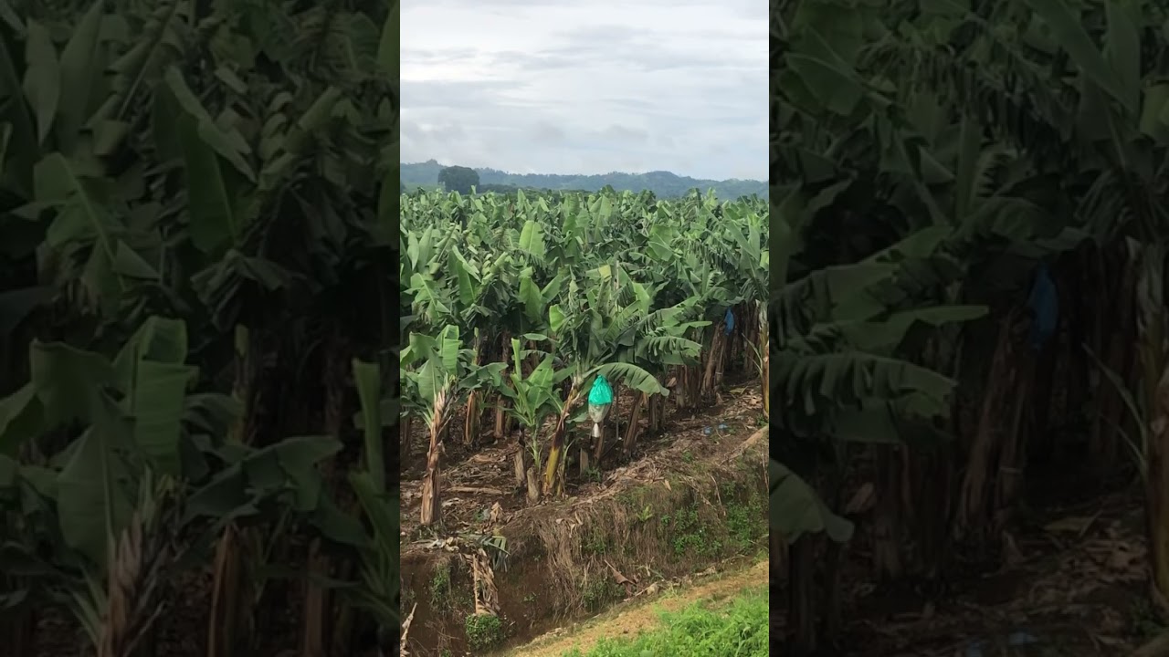 Dole bananas farm