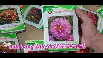 Cúc 7 màu đà lạc, cúc lá nhám thế giới giống hoa bên e về đủ loại.mua hàng alo e nhé 