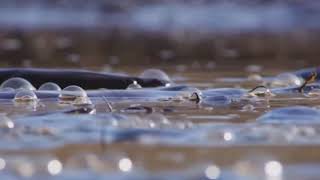 Amazing Leopard Learn How To Catch Fish _ Leopard Hunting