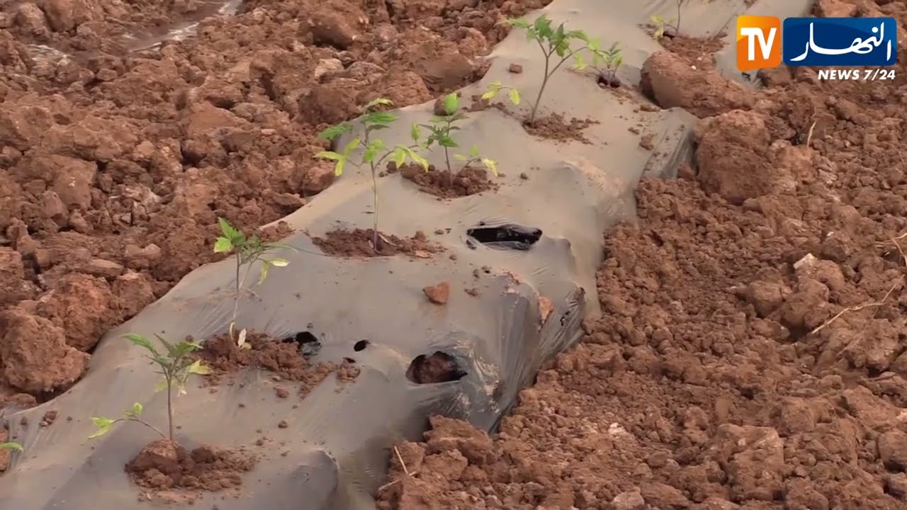 غليزان: انطلاق عملية زراعة الطماطم الصناعية وأهداف لتوسيع المساحة ورفع الإنتاج