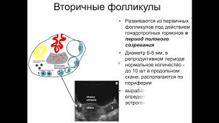 Эхографическая характеристика матки и придатков в различные фазы цикла