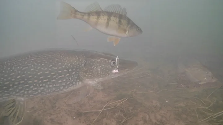 Ice Fishing Mille Lacs Lake 2025 (First Ice)