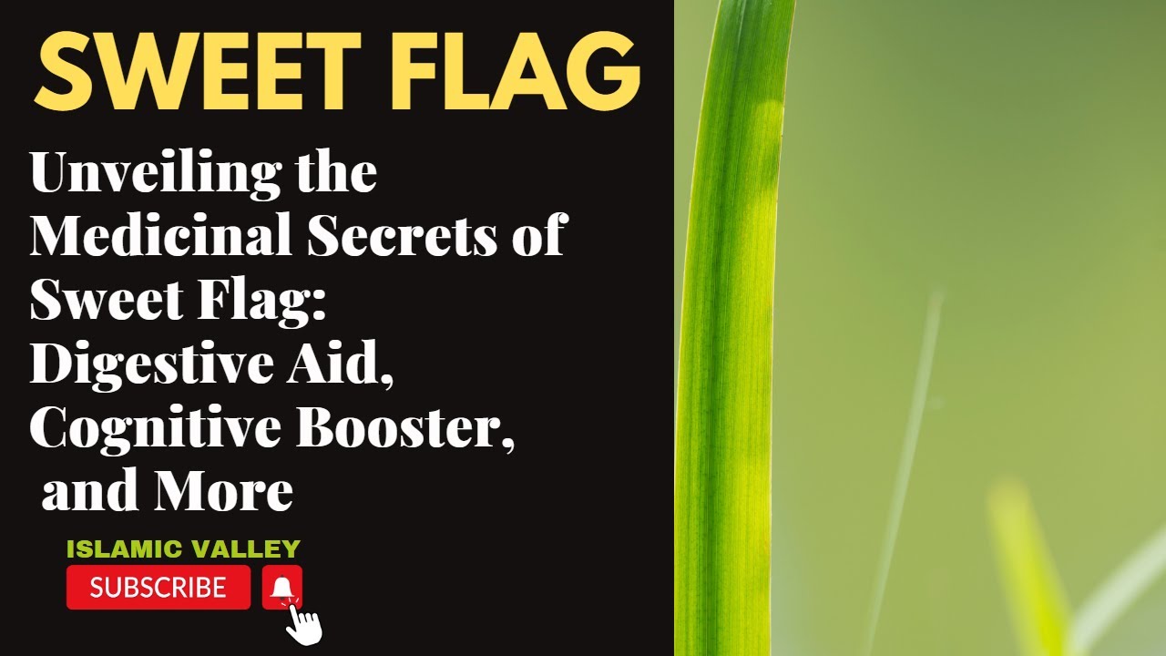 Sweet Flag sweet flag plant sweet flag root Benefits and side
