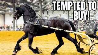 An ALL Friesian Horse Sale? Gorgeous! Plus Fancy Ponies! 