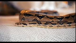 Python Lying On The Bed In A Studio