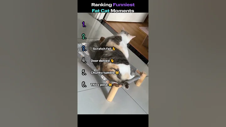 Video 11881921: fat cat compilation, dance funny cats compilation, laugh funny cats compilation, cat dog funny compilation