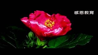 教育由慶祝生命開始