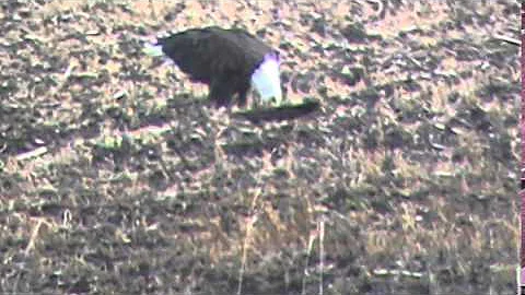 6 Eagles about 1 and half mile north of Letellier,...