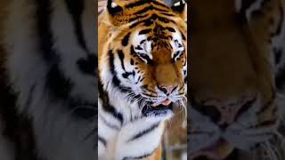 Thick, Intelligent, Great Gene, Eater, Revenge