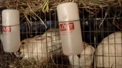 Raising Rabbits in the winter   How to thaw water bottles