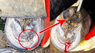 The donkey's hoof is inflamed and pus is leaking. I wish it a speedy recovery丨ASMR