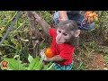 YoYo Jr picks tomatoes to make tomato juice